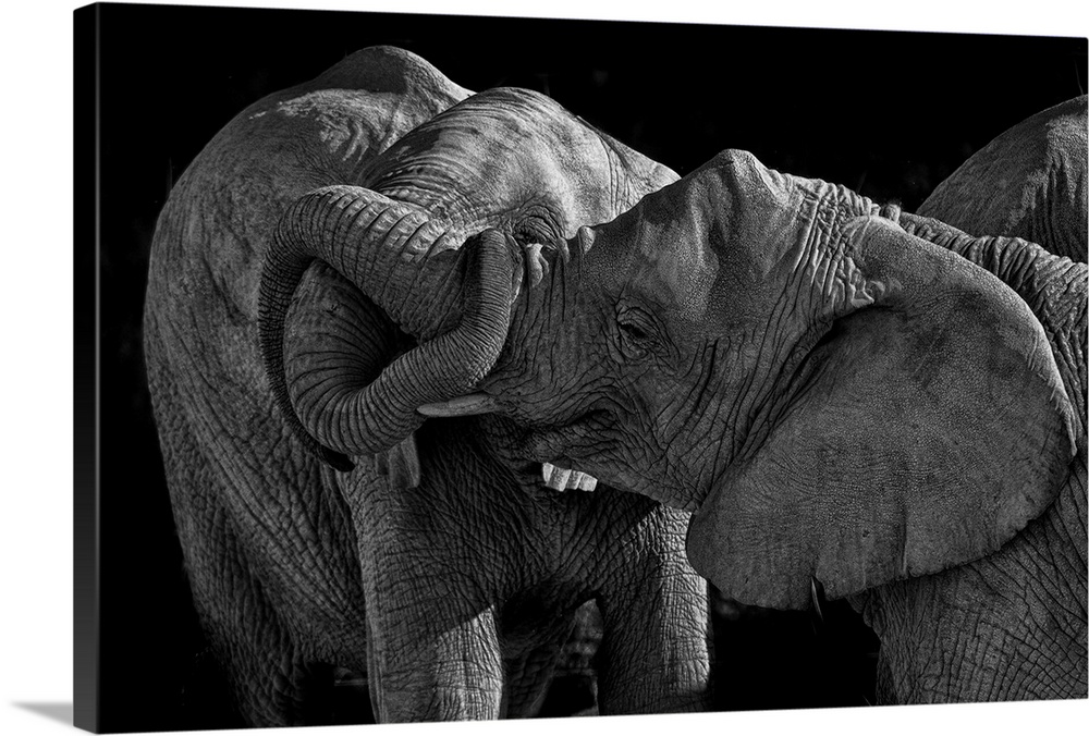 Two elephants playing with their trunks.