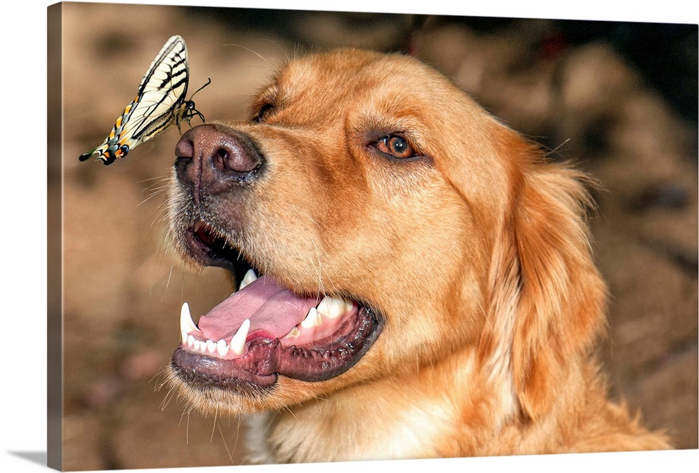 Butterfly making a safe landing on a happy dog's nose.