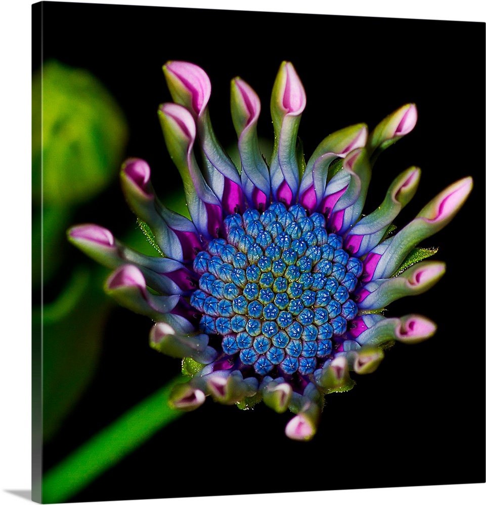 Emerging South African Daisy
