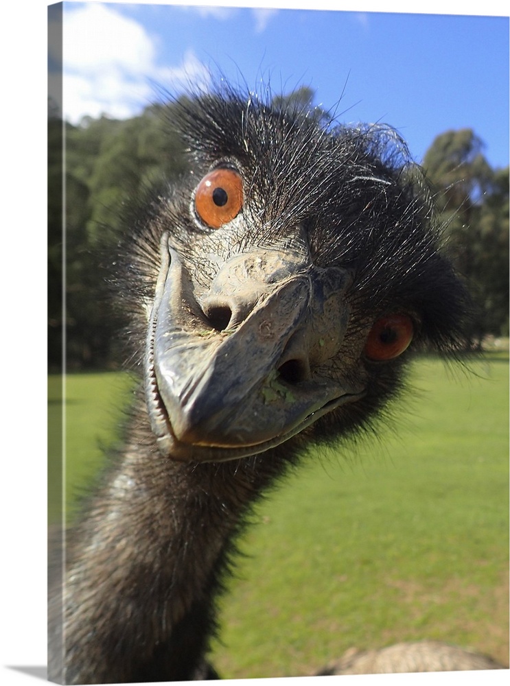 Up close with an emu.