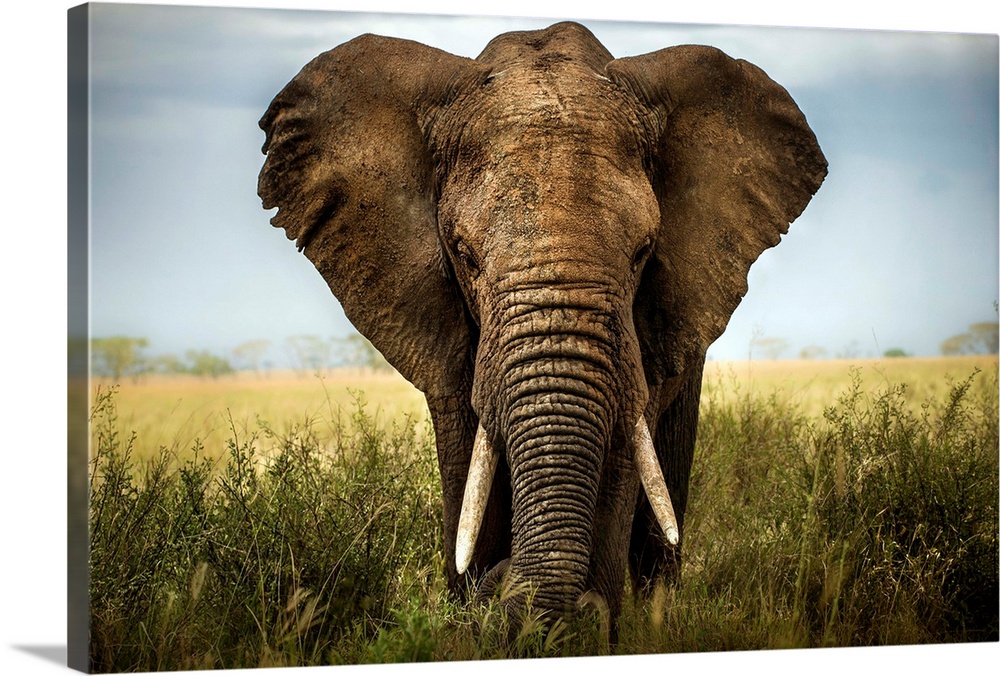 Big elephant in the savannah, Serengeti.