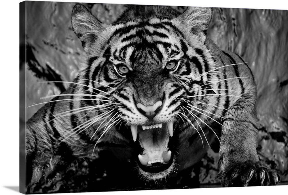 Black and white portrait of a snarling tiger.