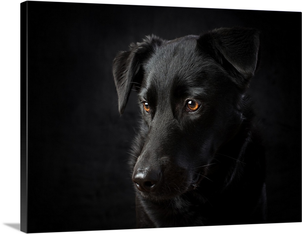Black dog portrait, lit on black background in studio.