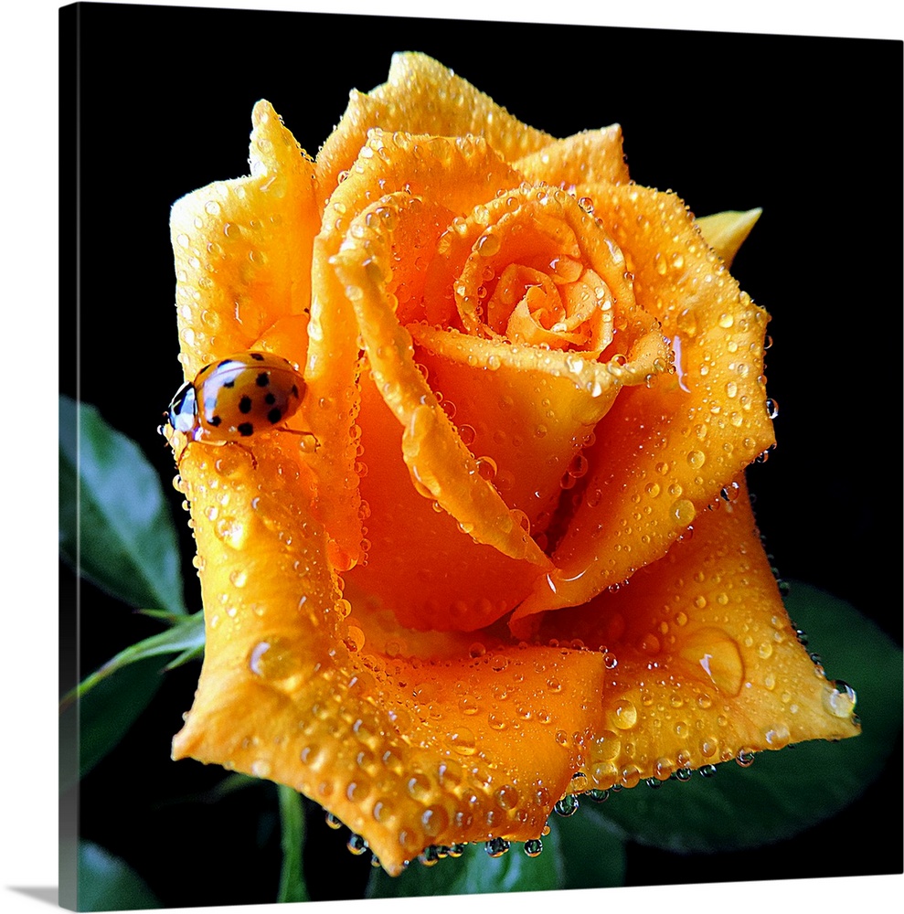A ladybug crawls on the petals of a wet rose.