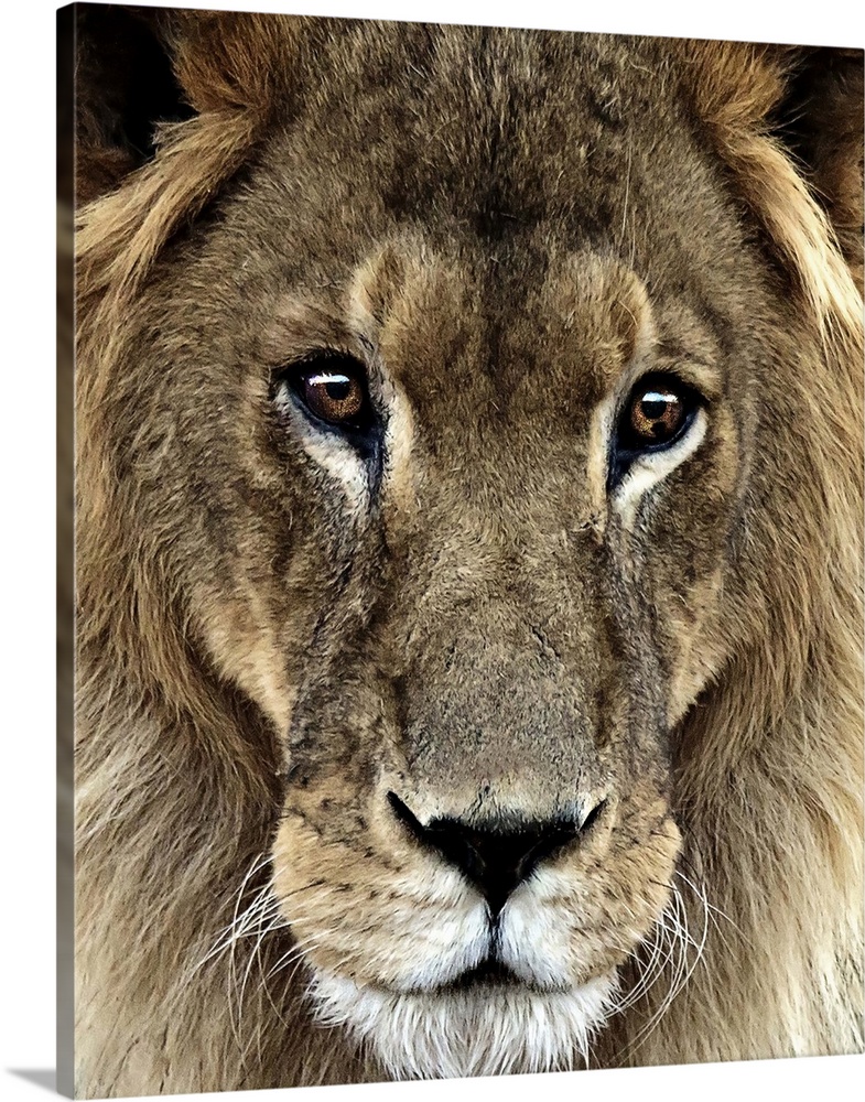 Close up portrait of a male lion.
