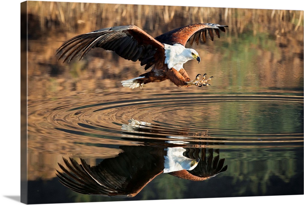 A large Fish Eagle extends its claws over the water, Drakensburg, Africa.