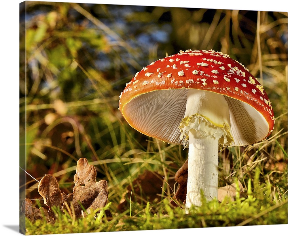 A large red mushroom with white spots in a forest.