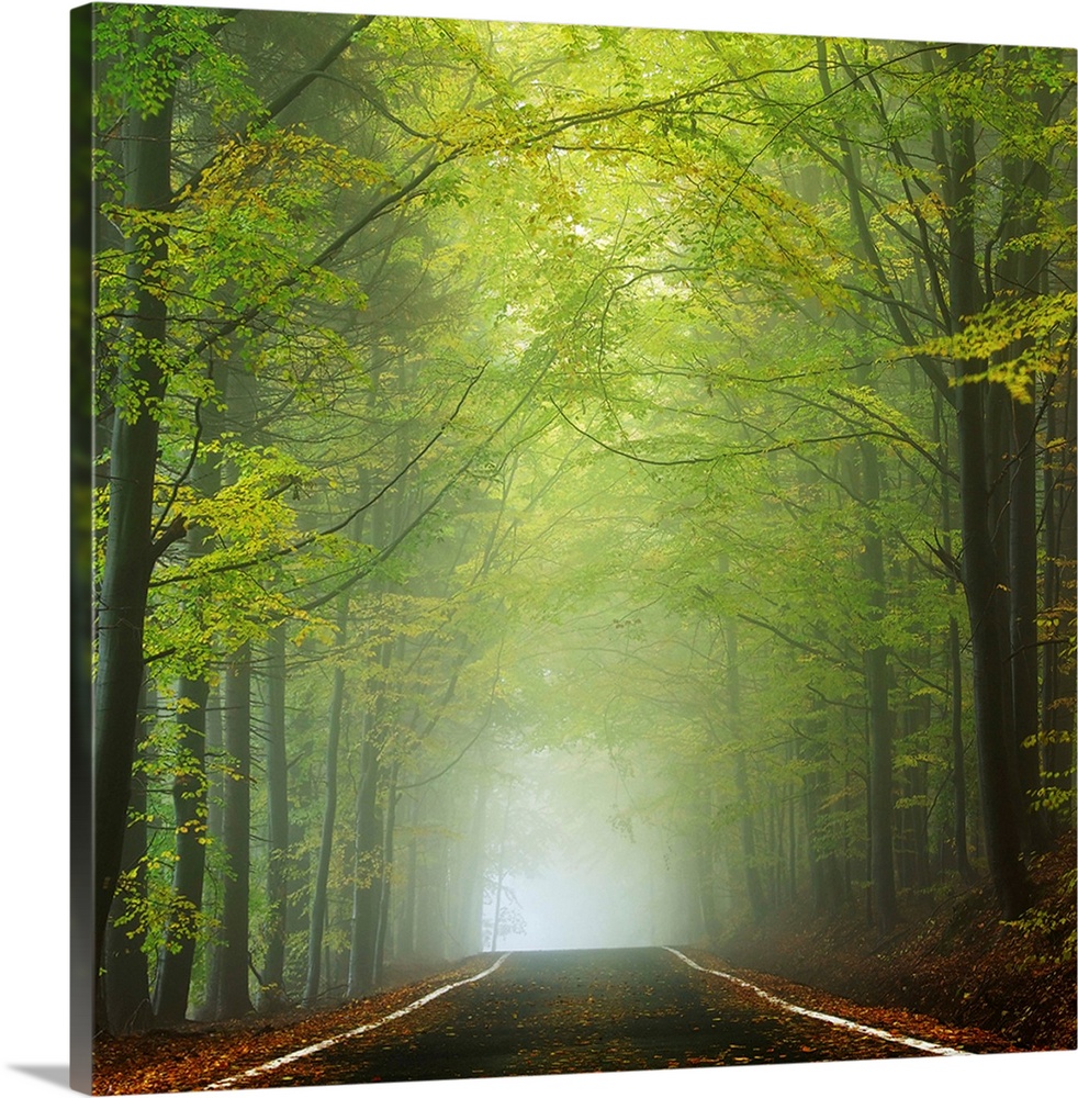 Photograph of a shrouded forest road with bright green foliage and dense fog in the distance.