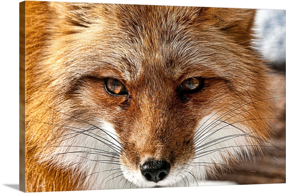 Portrait of a red fox with long whiskers.