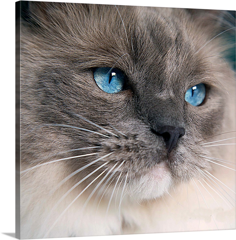 A Ragdoll cat with the most gorgeous blue eyes.