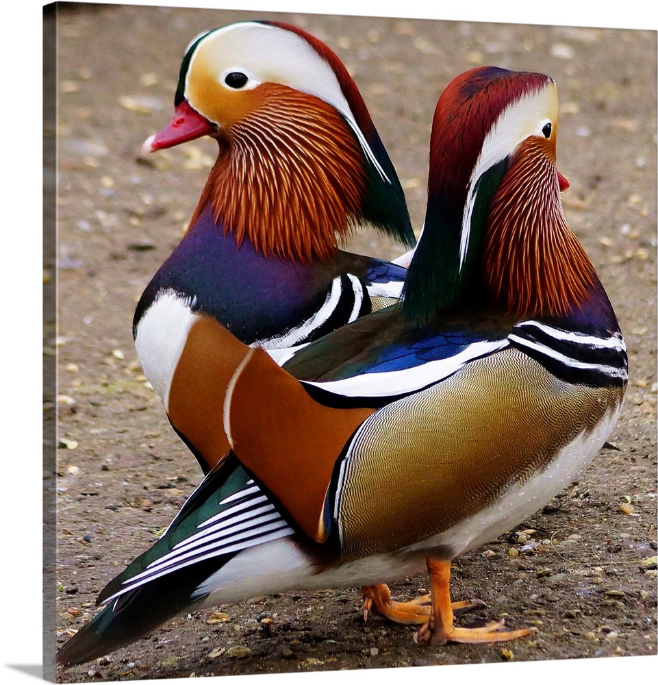 Two male Mandarin ducks in breeding plumage.
