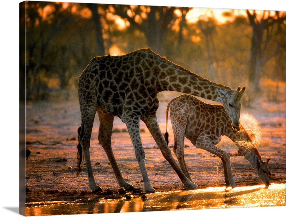 Two giraffes drinking in the late evening.