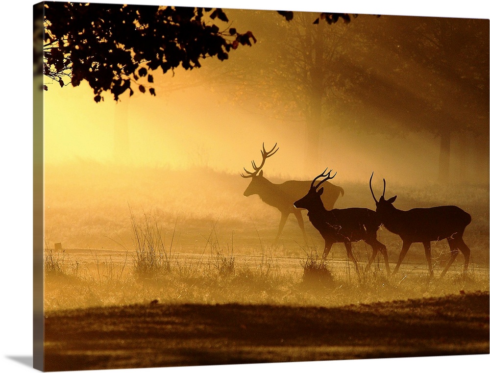 Stags in the morning mist in a forest.