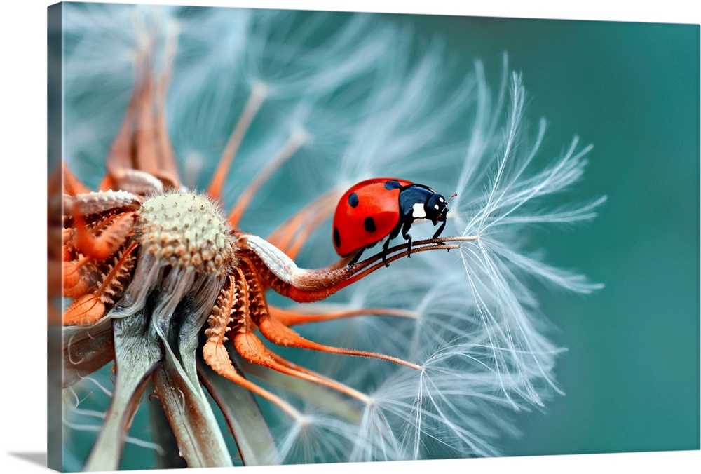 A bright red ladybug on the edge of a dandelion seed.