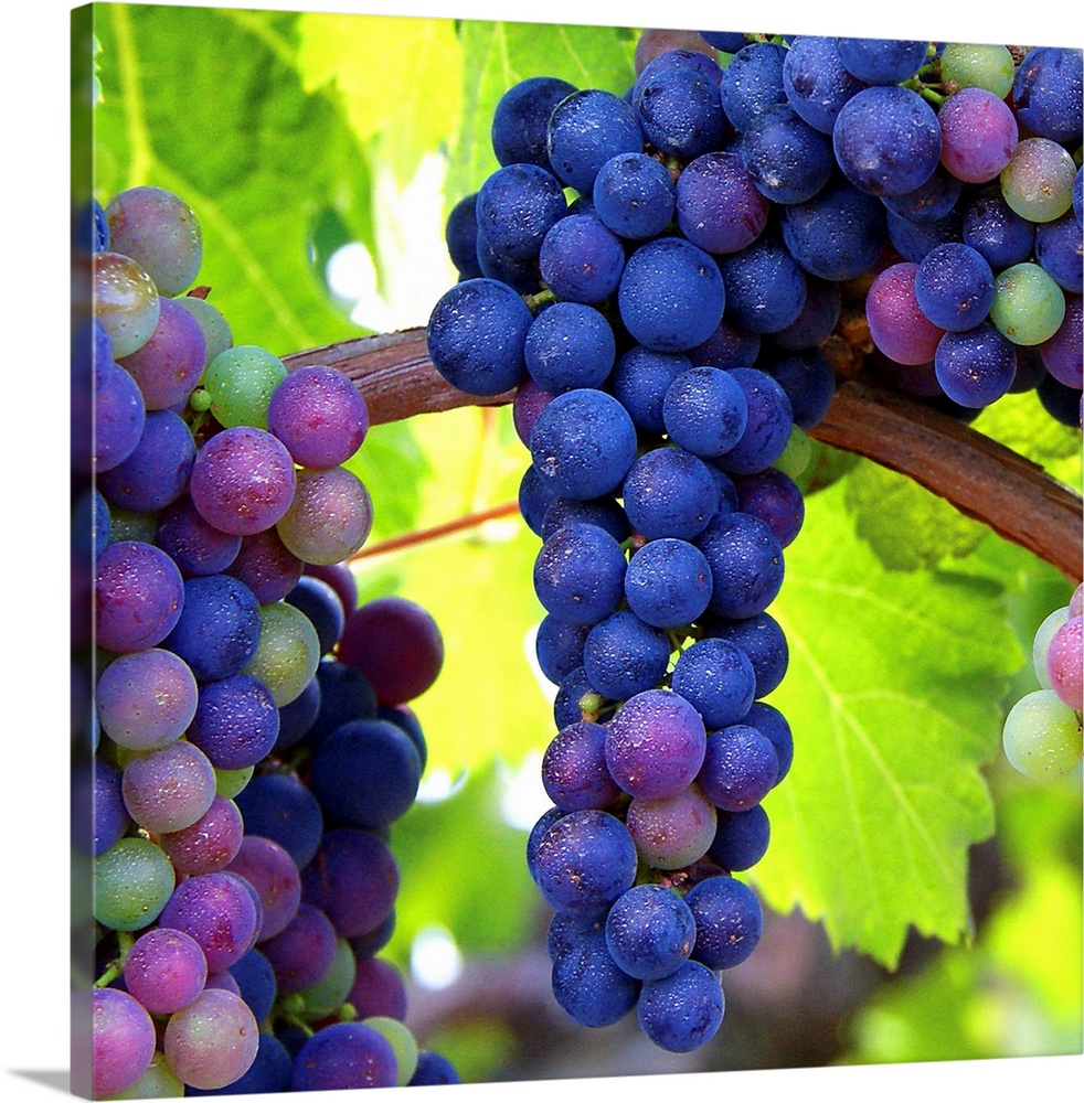 Bunches of grapes hanging on the vine.