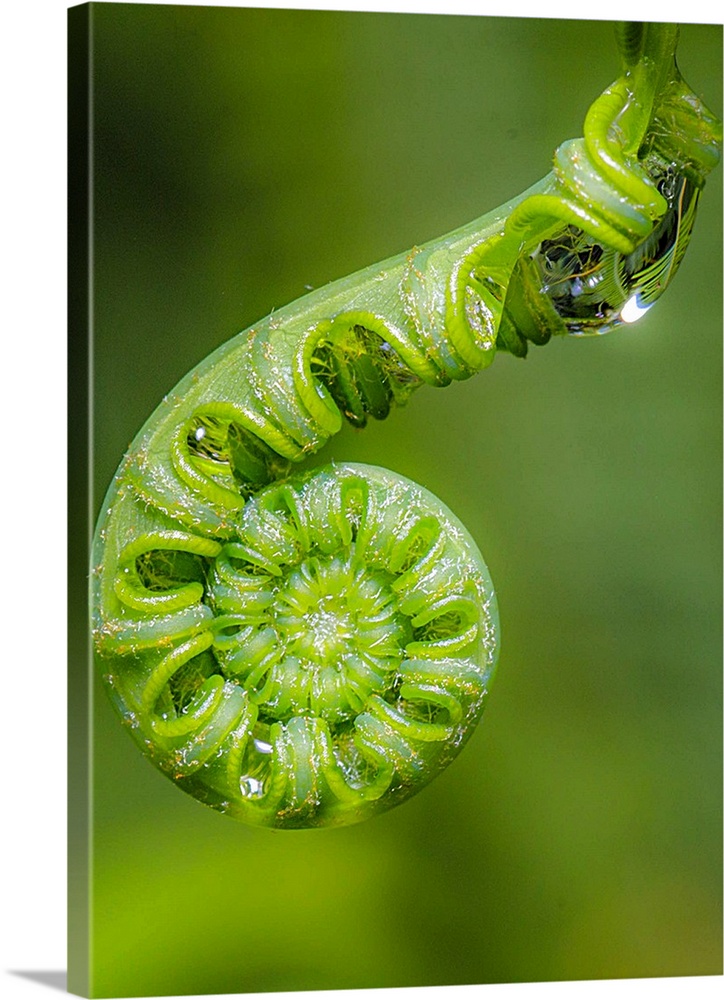 The curled end of a fiddlehead fern with droplets of dew.