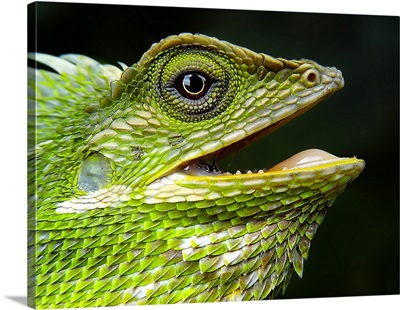 Green Crested Lizard