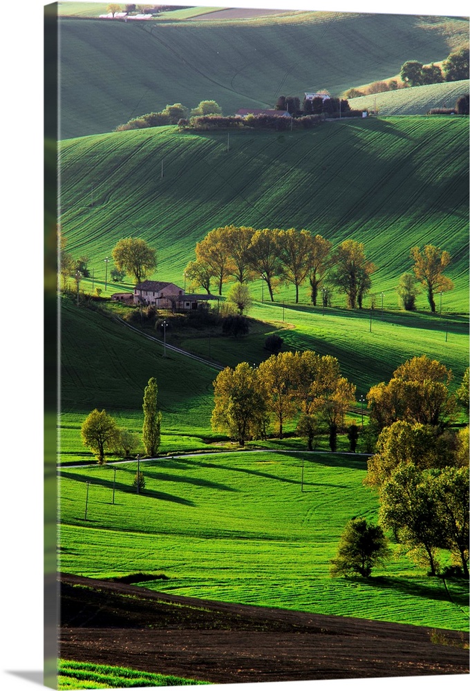 Verdant hills in the countryside, Marche Region, Italy.