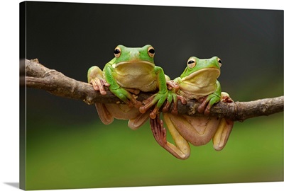 Green Tree Frogs