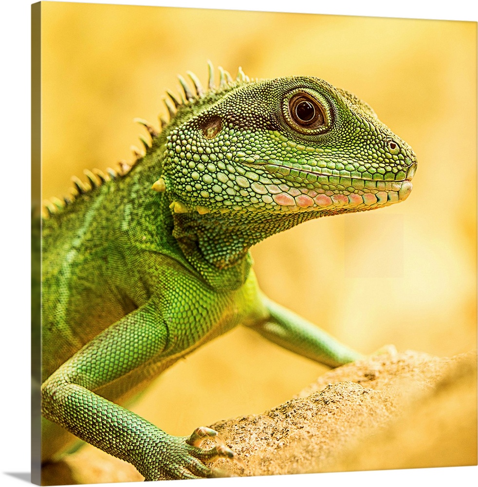 Portrait of a little green lizard on a yellow rock.
