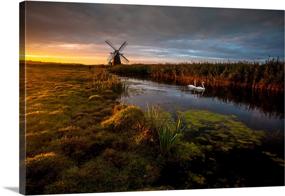 Two swans in the river in Herringfleet, with a windmill in the back, at sunrise, England.