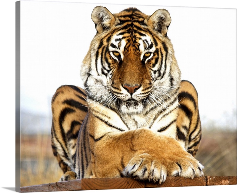 His Majesty | Great Big Canvas