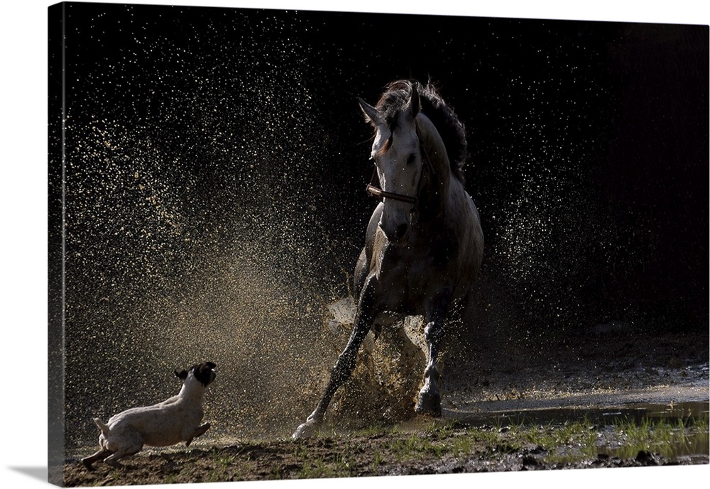 A small dog chases a horse, kicking up dust and dirt.