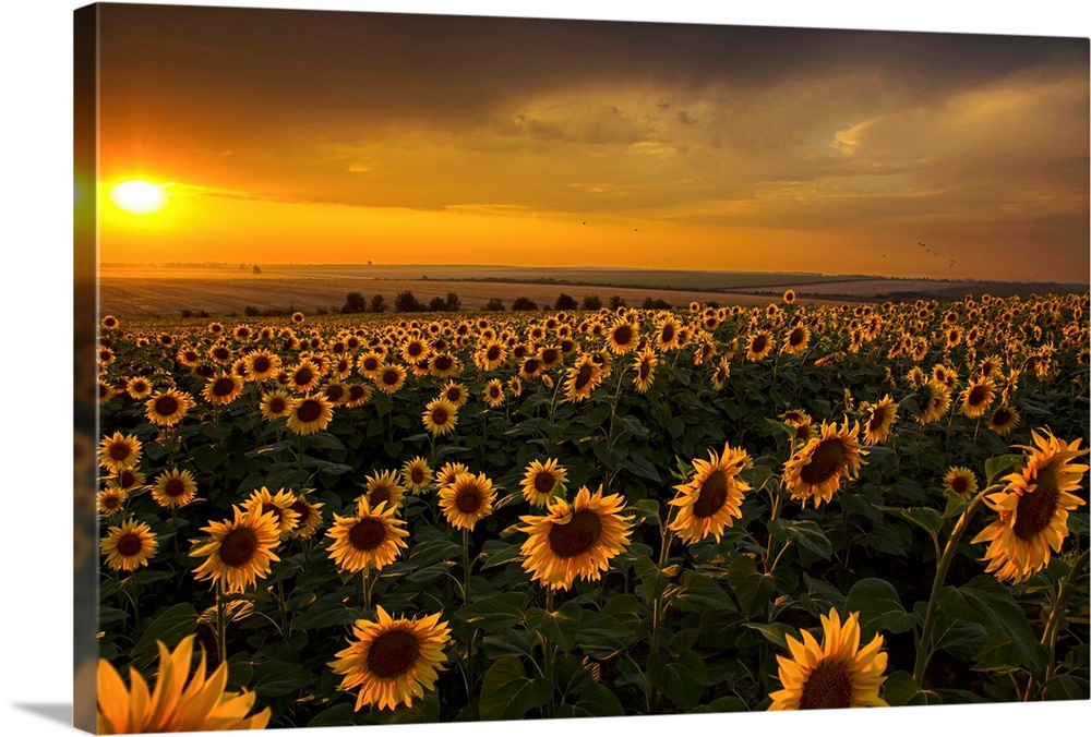 Very beautiful and dramatic sunset sunflower field.