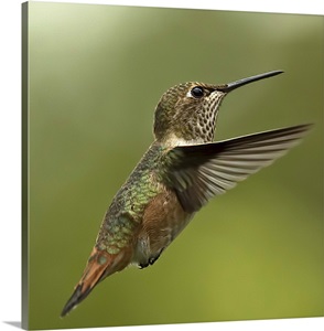 Hummingbird image thumbnail