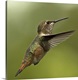 image thumbnail of Hummingbird