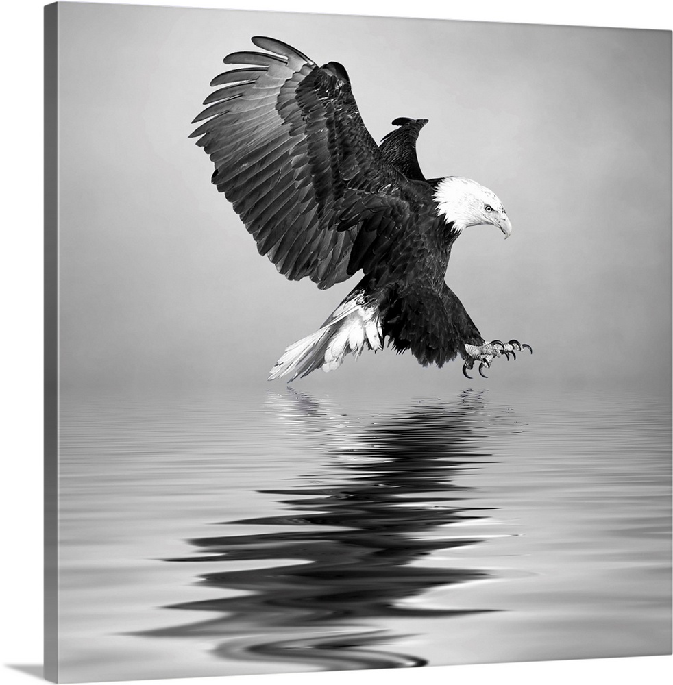Black and white image of a Bald Eagle swooping down to the water.