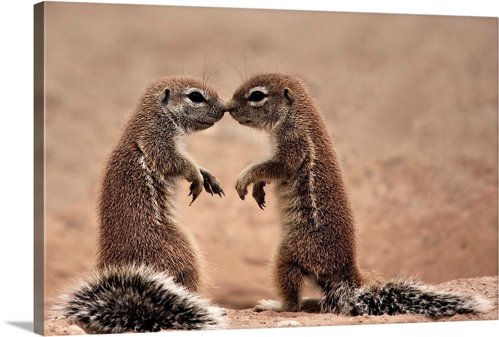 Two fround squirrels in Mata Mata Kgalagadi, South Africa.