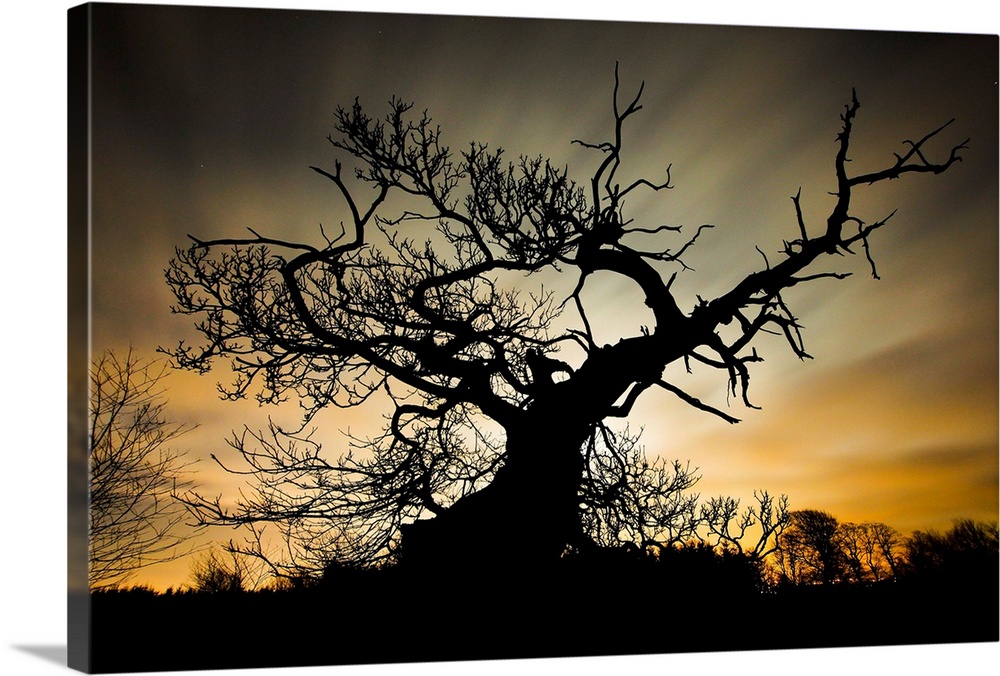 Silhouette of a large tree with gnarled branches at sunset.
