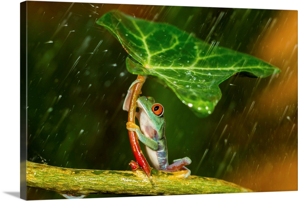 A small tree frog using a leaf as an umbrella.