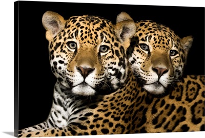 Jaguar Pair