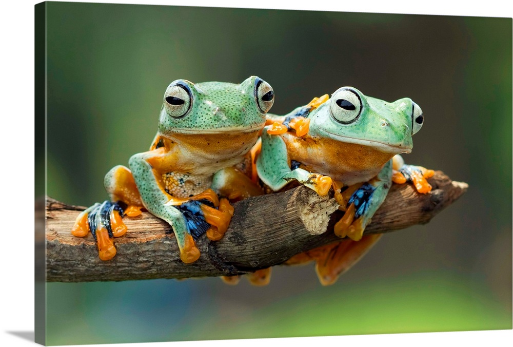 Two tree frogs sharing a branch, one with its foot on the other's back.