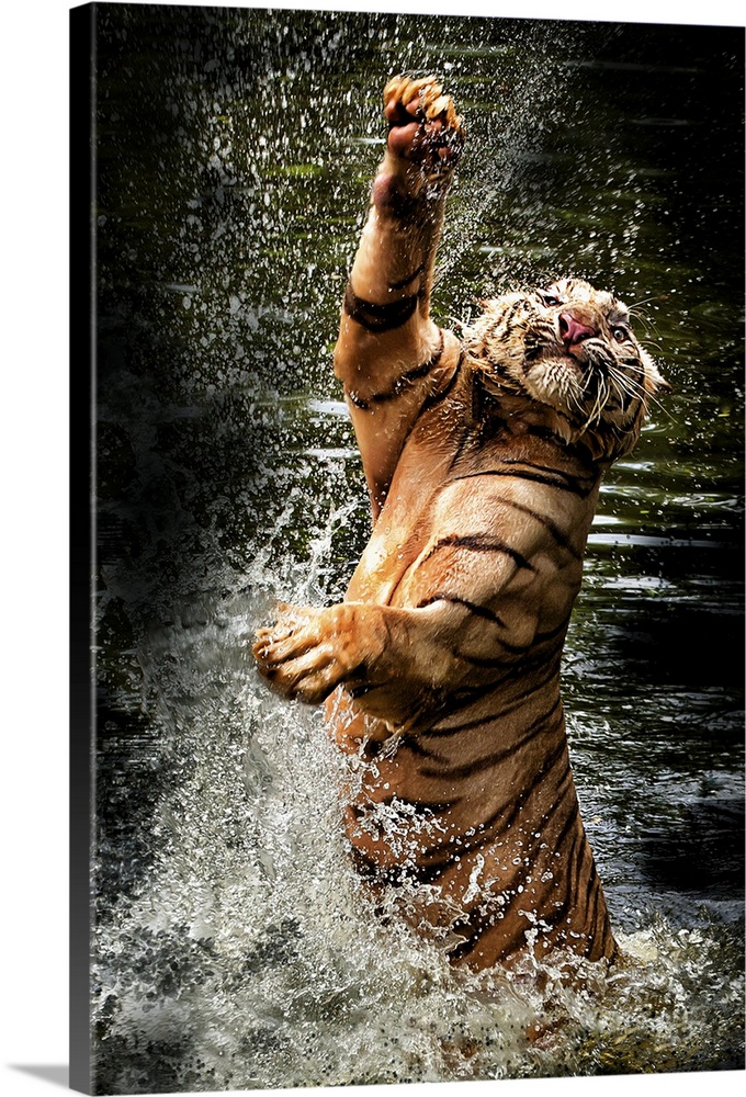 Photograph of a tiger leaping from shallow water and splashing it up all around.