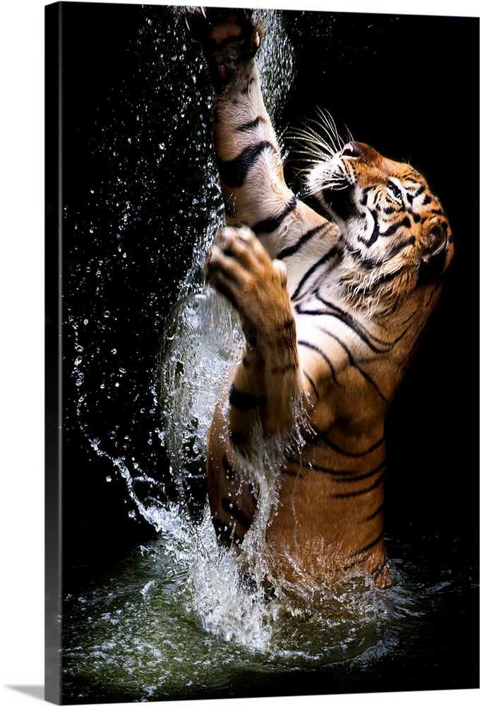 A389 Black Tiger White Grey Funky Animal Canvas Wall Art Large Picture Prints 