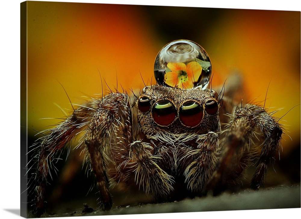 Extreme close-up of a spider with a droplet of water on its head.
