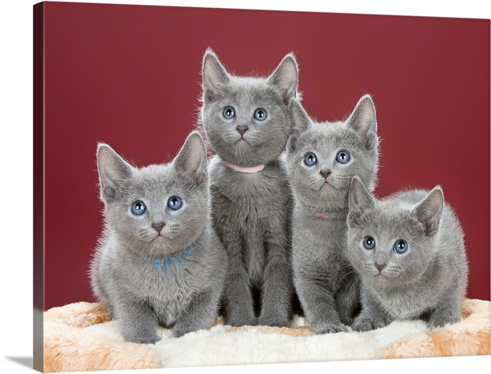 Four grey kittens in studio photo.