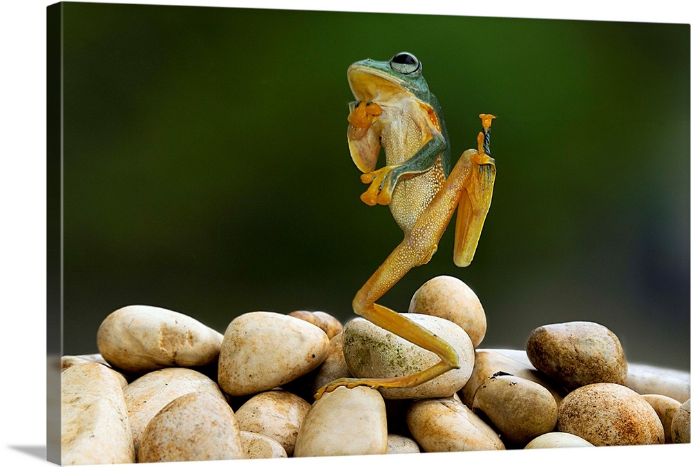 A tree frog appearing to strike an amusing pose.