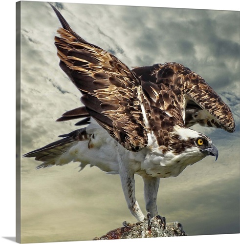 Landing Osprey Wall Art, Canvas Prints, Framed Prints, Wall Peels ...