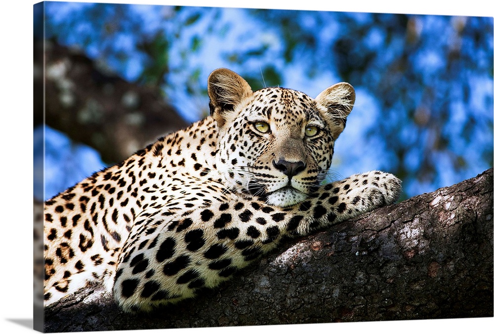 Leopard resting in a tree, under a blue sky.