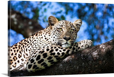 Leopard in a Tree