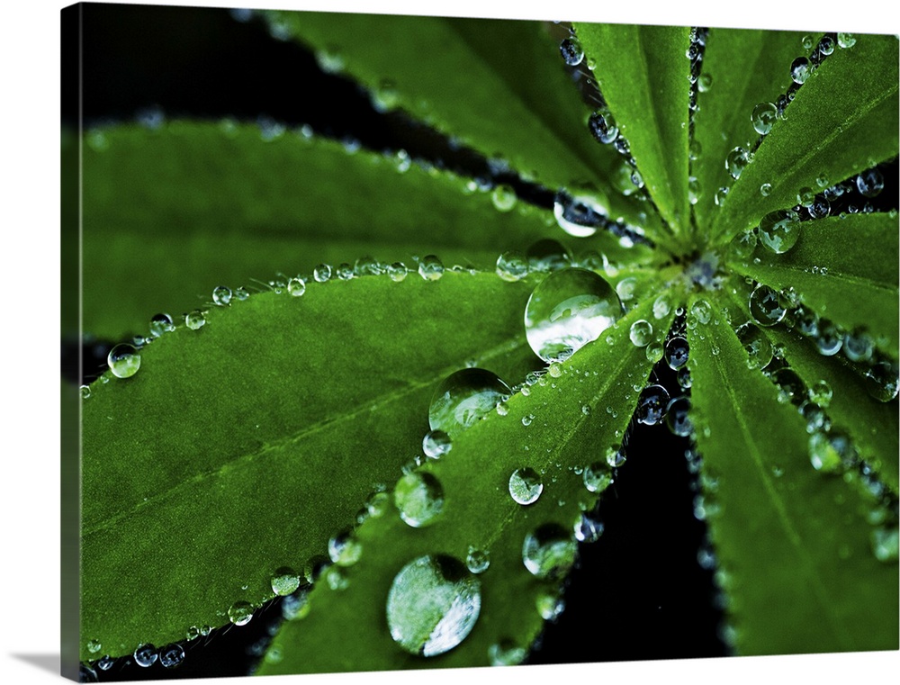 Raindrops on a Lupin leaf.