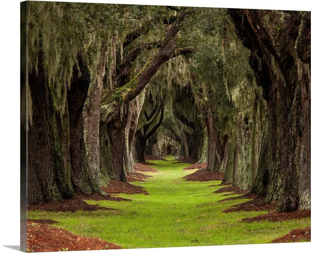 Long Path Through The Oaks To An Unknown Destination