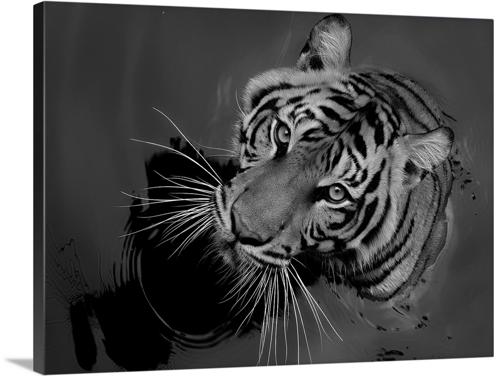 Black and white portrait of a tiger sitting in water.