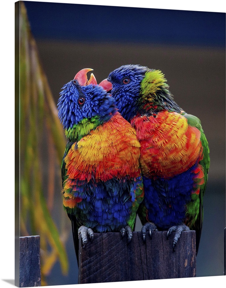 Two colorful Lorikeets preening each other, a sign of affection.