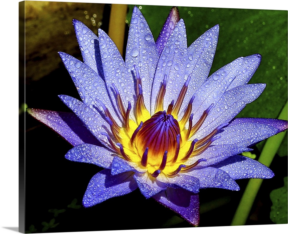 A full bloom lotus.