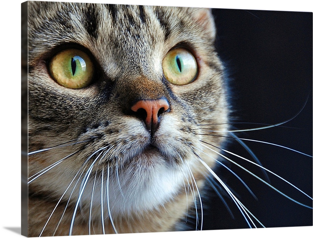 Close up of a tabby cat with long whiskers and green eyes.